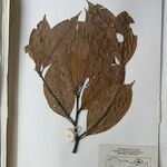 Cinnamomum glanduliferum Otro