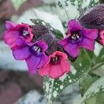 Pulmonaria saccharata Flower