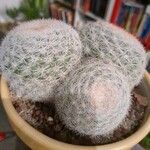 Mammillaria lasiacanthaΦύλλο