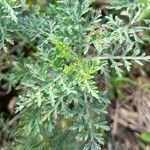 Ambrosia tenuifolia Hoja