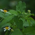 Bidens alba Flor