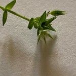 Arenaria leptoclados Flower