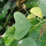 Passiflora biflora Leaf
