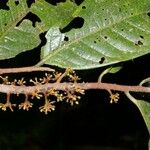 Iryanthera juruensis Fruit