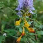 Melampyrum nemorosum Květ