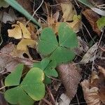 Oxalis acetosellaFuelha