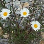 Leucanthemum delarbrei