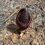 Amorphophallus aphyllus 花