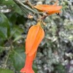 Juanulloa mexicana Flor