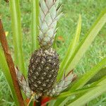 Ananas comosus Fruit