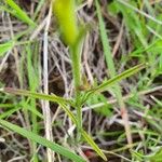 Striga asiatica Leaf