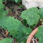 Pelargonium transvaalense Leaf