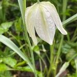 Fritillaria meleagris Flower