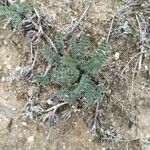 Astragalus sesameus Leaf