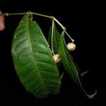 Faramea occidentalis Leaf