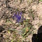 Muscari matritense Листок