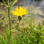 Sonchus arvensisFlower