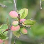 Acokanthera oppositifolia Fruchs