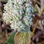 Viburnum lantanaFlower