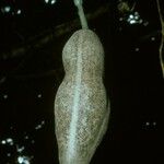 Kigelia africana Fruit