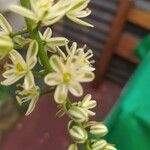 Albuca virens Цветок