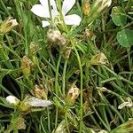 Petrorhagia saxifraga Flor