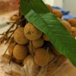 Dimocarpus longan Fruit