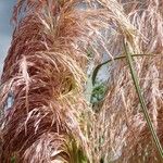 Cortaderia selloana Fleur
