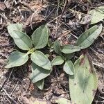 Helianthus occidentalis Habit