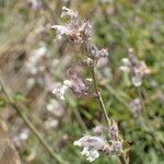 Nepeta nepetella 花