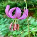 Lilium martagonFlor