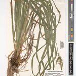 Cyperus fischerianus Other