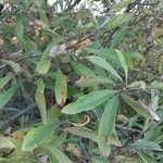 Salix cinerea ഇല