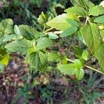 Ageratina jucunda Lehti