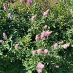 Spiraea douglasii Fuelha