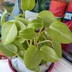 Peperomia serpens 葉