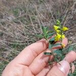 Linaria genistifolia 花