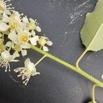 Prunus serotina Çiçek