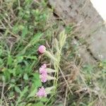 Silene bellidifolia Цвят