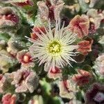 Mesembryanthemum crystallinum Flor