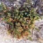 Asplenium ruta-muraria Blad