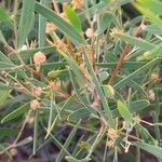 Acacia cyclops Feuille