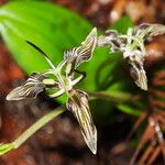 Scoliopus bigelovii Λουλούδι