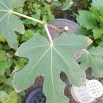Ficus carica Лист