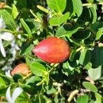 Carissa macrocarpa Fruit