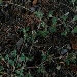 Trifolium scabrum Blad