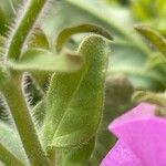 Petunia × atkinsiana Liść