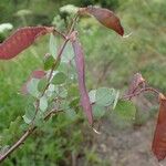 Cytisophyllum sessilifolium Plod