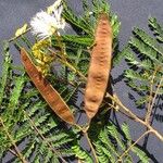 Albizia carbonaria Mbuma