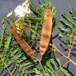 Albizia carbonaria Fruit